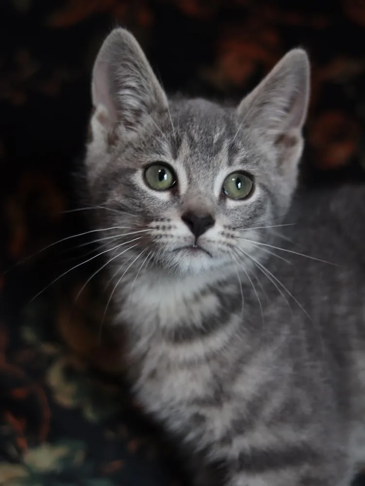 Gandalf the Grey thumbnail 5
