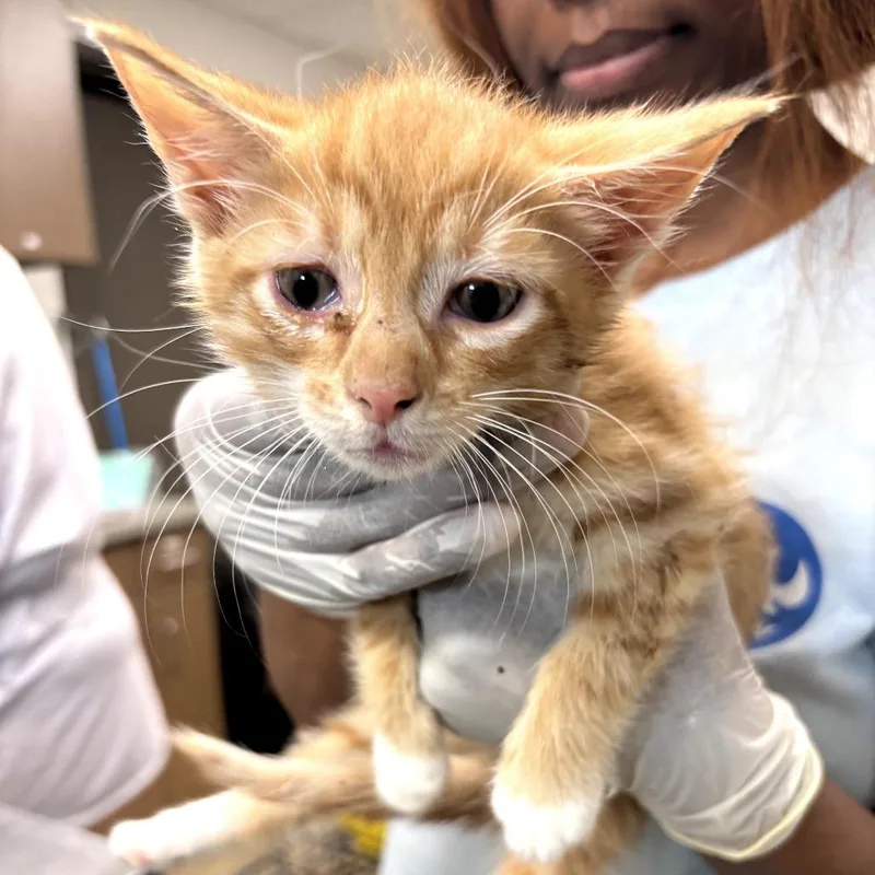 A baby small-sized male Orange / Red Domestic Short Hair cat named Patrick Star for adoption in Cleveland, MS