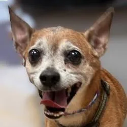 A senior medium-sized female Chihuahua dog named Peanut for adoption in Brenham, TX