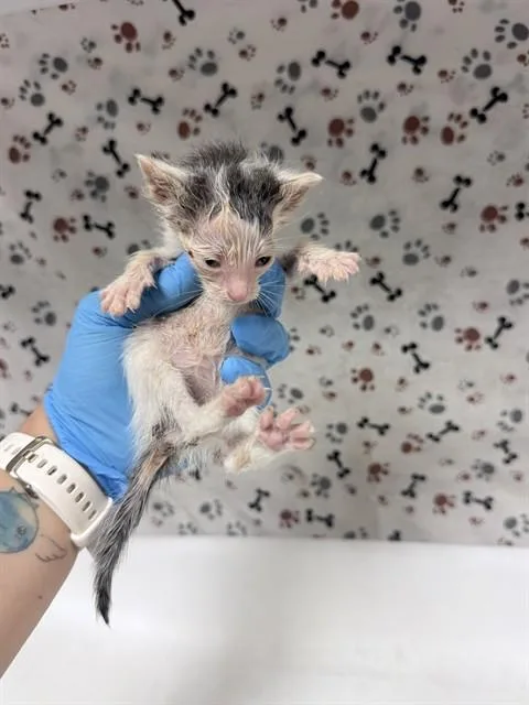 A baby small-sized female Domestic Short Hair cat named Blue for adoption in Riverside, CA