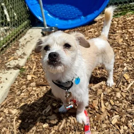 A young medium-sized male Parson Russell Terrier dog named Lucky for adoption in Leesburg, VA