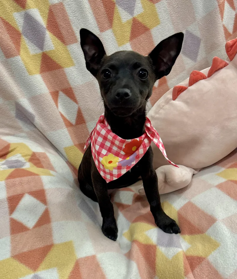 A baby small-sized female Black Chiweenie dog named Gretel for adoption in Corona, CA