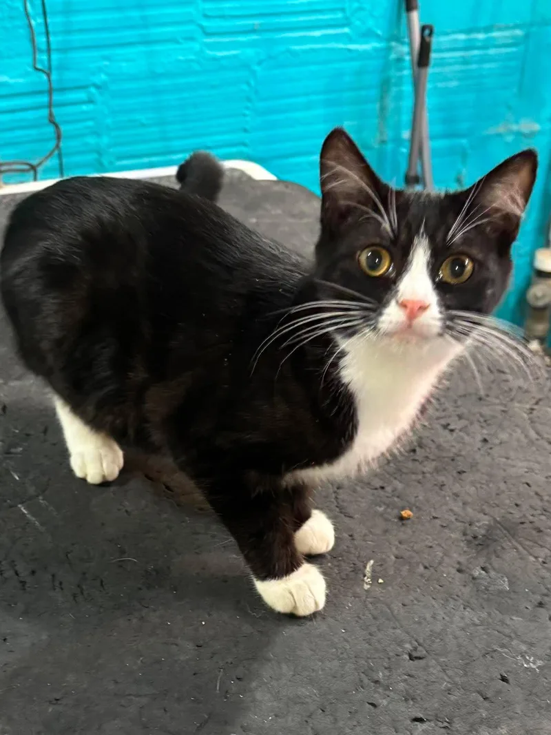 A baby medium-sized female Black & White / Tuxedo Domestic Short Hair cat named Mayzie for adoption in Sioux Falls, SD