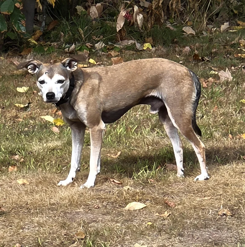 An adult small-sized male Brown / Chocolate Chihuahua dog named Scooby for adoption in Hayward, WI
