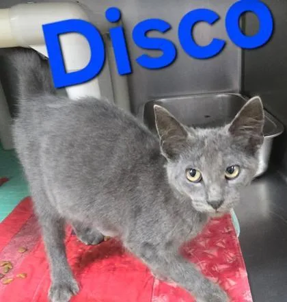 A young medium-sized female Gray / Blue / Silver Domestic Short Hair cat named Disco for adoption in Sullivan, IN