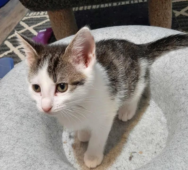 A young small-sized female Tabby (Brown / Chocolate) Domestic Short Hair cat named Gum Drop for adoption in Webster City, IA