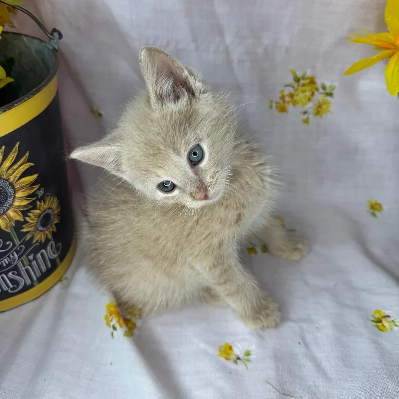 A baby small-sized male Orange / Red Domestic Short Hair cat named Kirk for adoption in Mount Vernon, IL