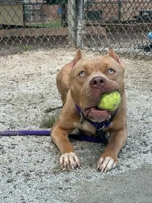 Bright Eyes thumbnail 3