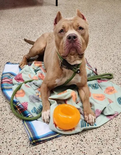 Bright Eyes thumbnail 4