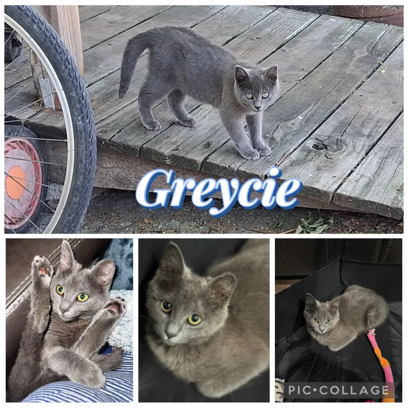 A baby medium-sized female Gray / Blue / Silver Domestic Short Hair cat named Greycie for adoption in Houston, TX