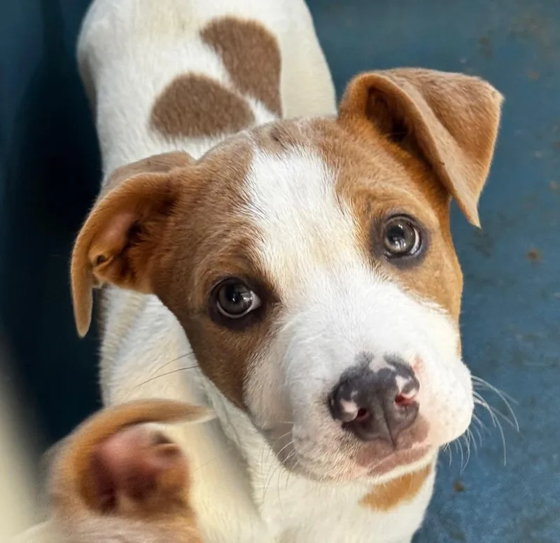 A baby medium-sized female Mixed Breed dog named Zola for adoption in Ellijay, GA