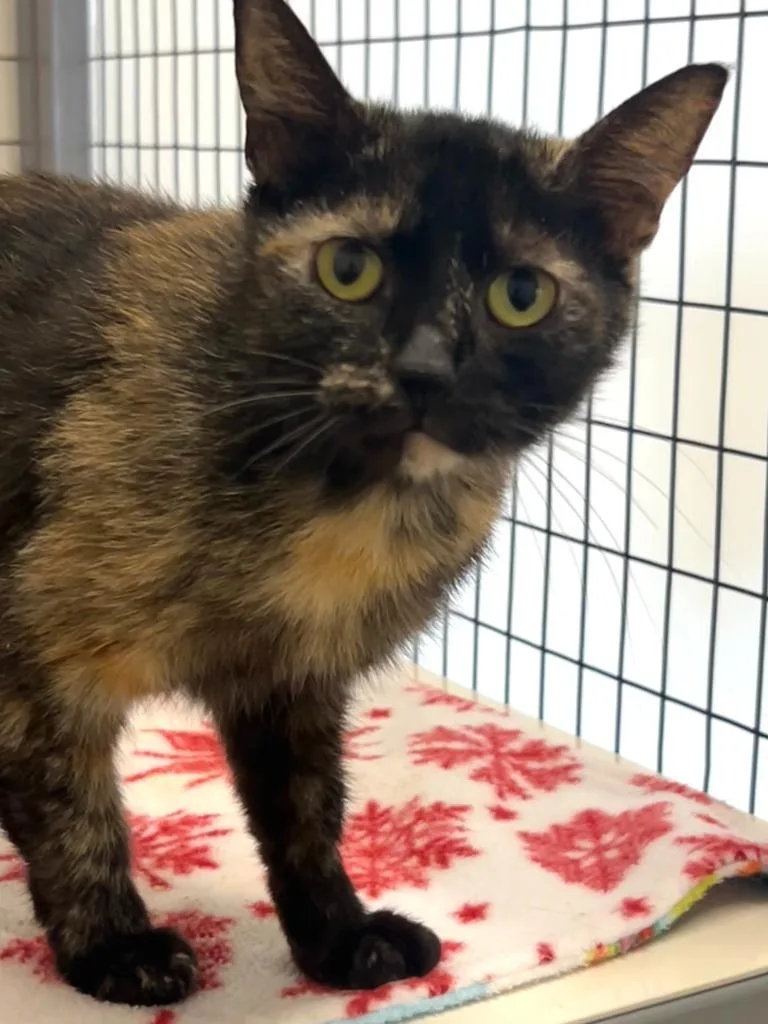 A baby medium-sized female Domestic Short Hair cat named Athena for adoption in Brookings, OR