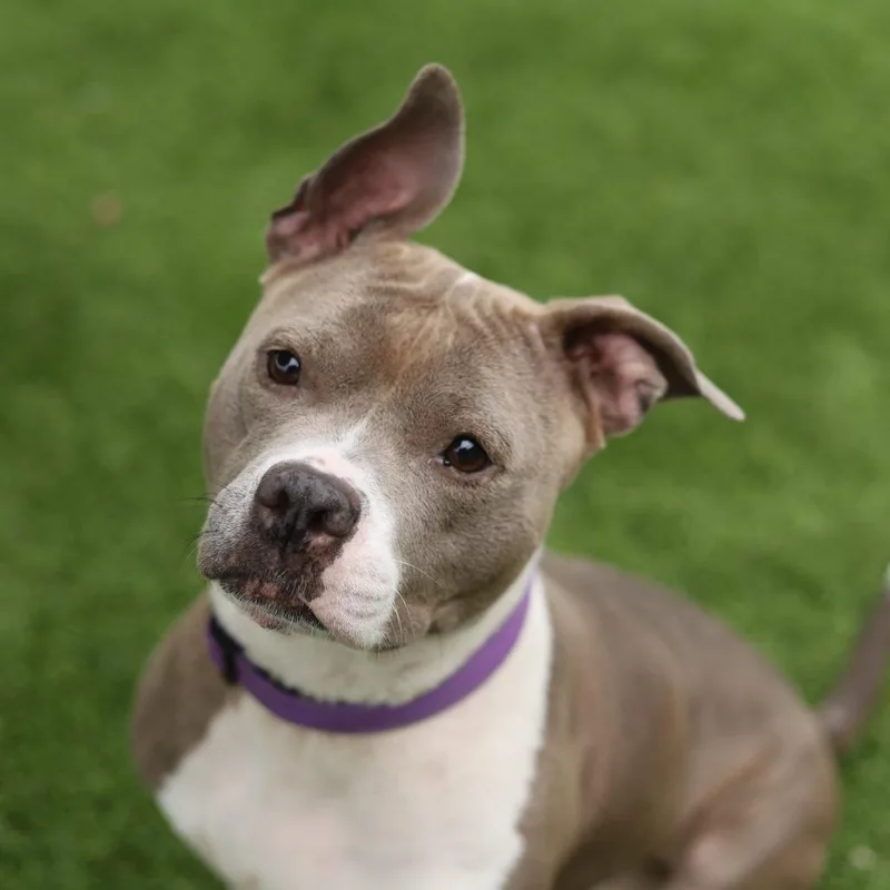An adult medium-sized female Pit Bull Terrier dog named Tina for adoption in Evansville, IN