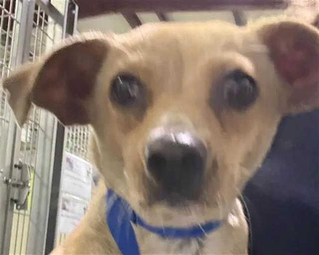 A young small-sized female Yellow / Tan / Blond / Fawn Chihuahua dog named Bunny Urgent for adoption in Thousand Oaks, CA