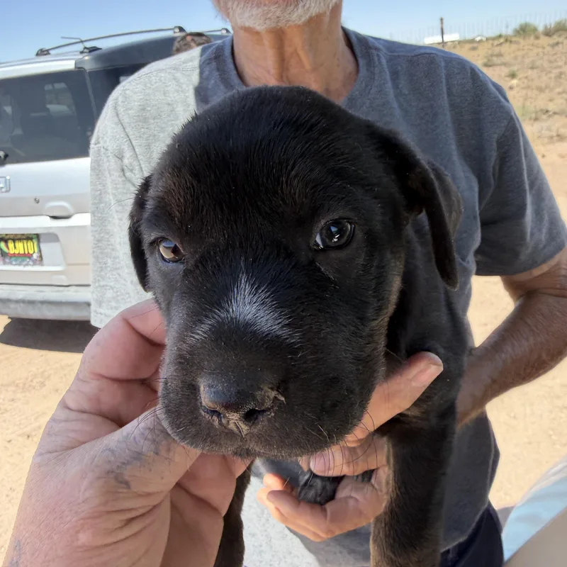 A baby medium-sized female Black Labrador Retriever dog named Mercury for adoption in Deming, NM