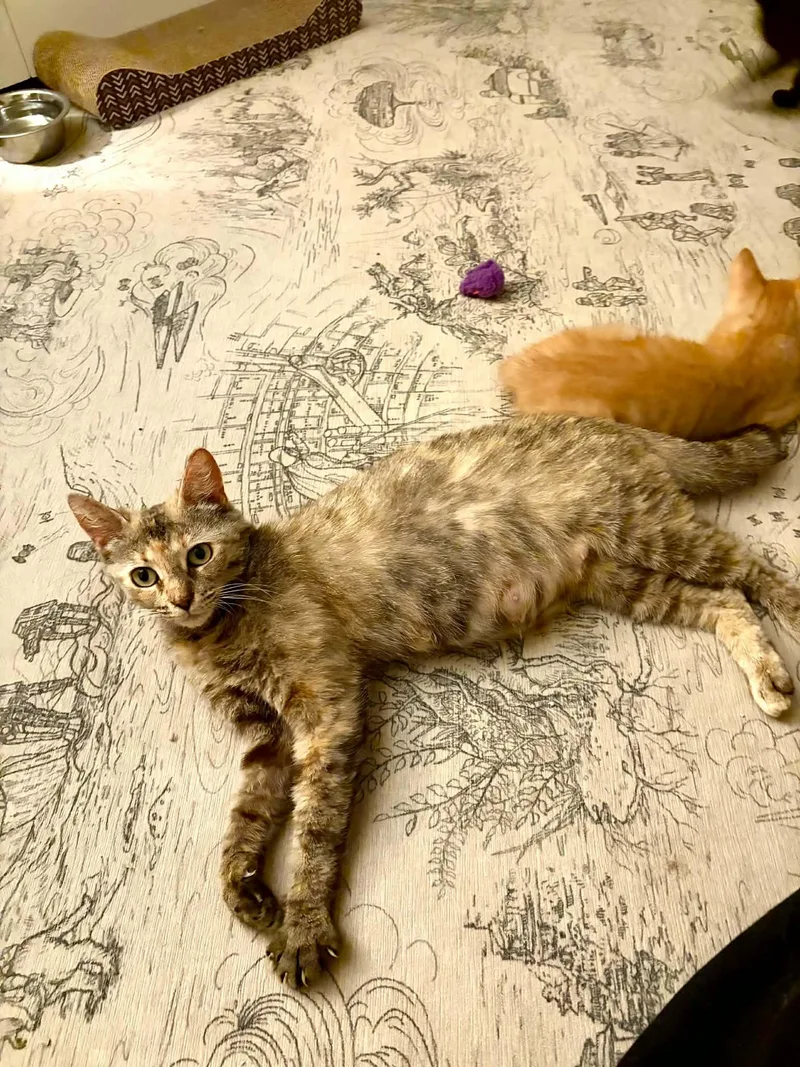 A young medium-sized female Torbie cat named Darla for adoption in Wilmington, NC