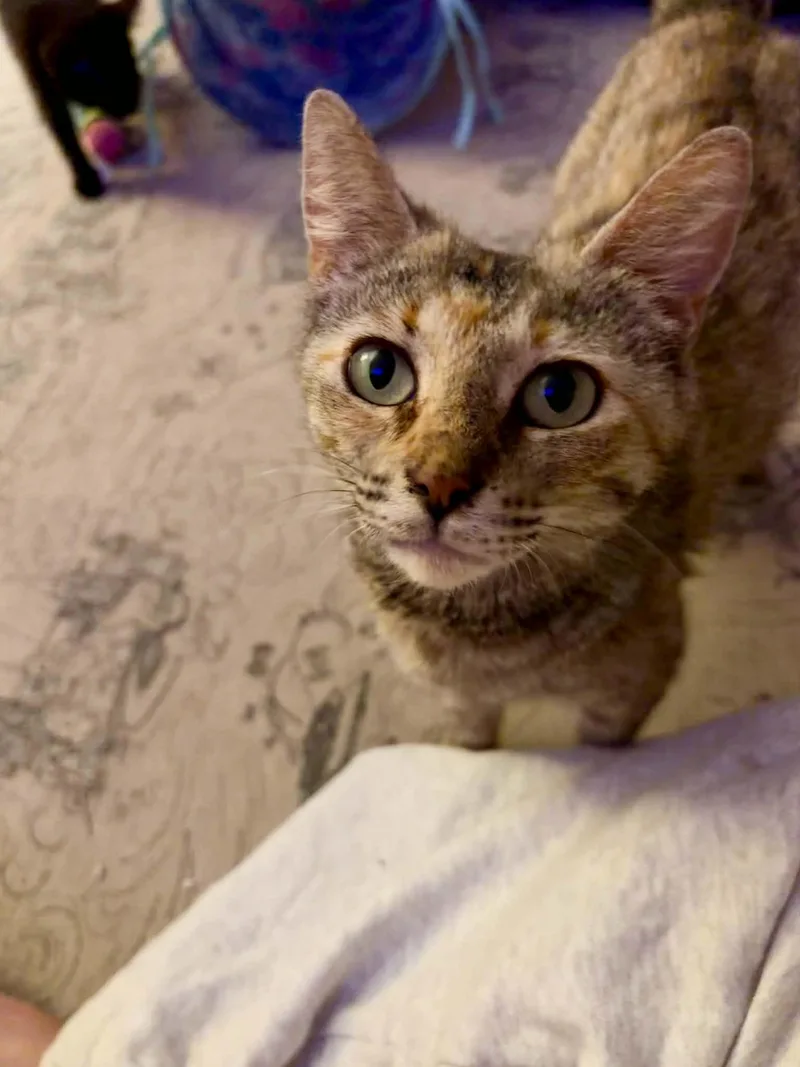 Darla thumbnail 2