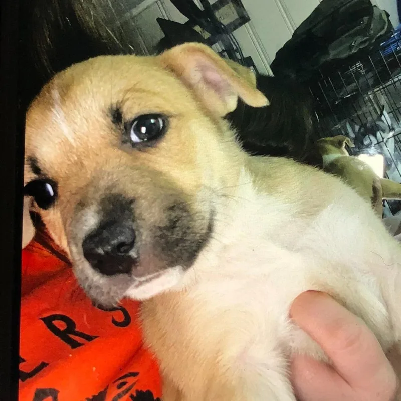 Saddieursula thumbnail 4