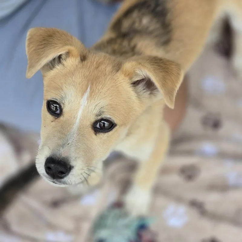 Saddieursula thumbnail 5