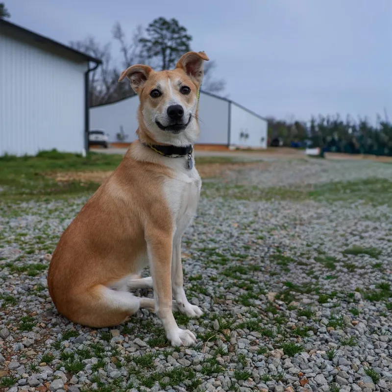 Saddieursula thumbnail 6