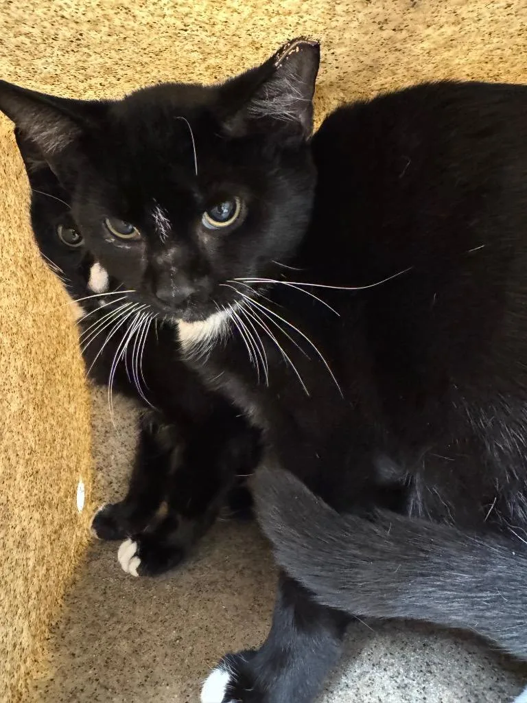 A baby medium-sized male Domestic Short Hair cat named Working Cat: Seattle Slew for adoption in Bloomington, IN