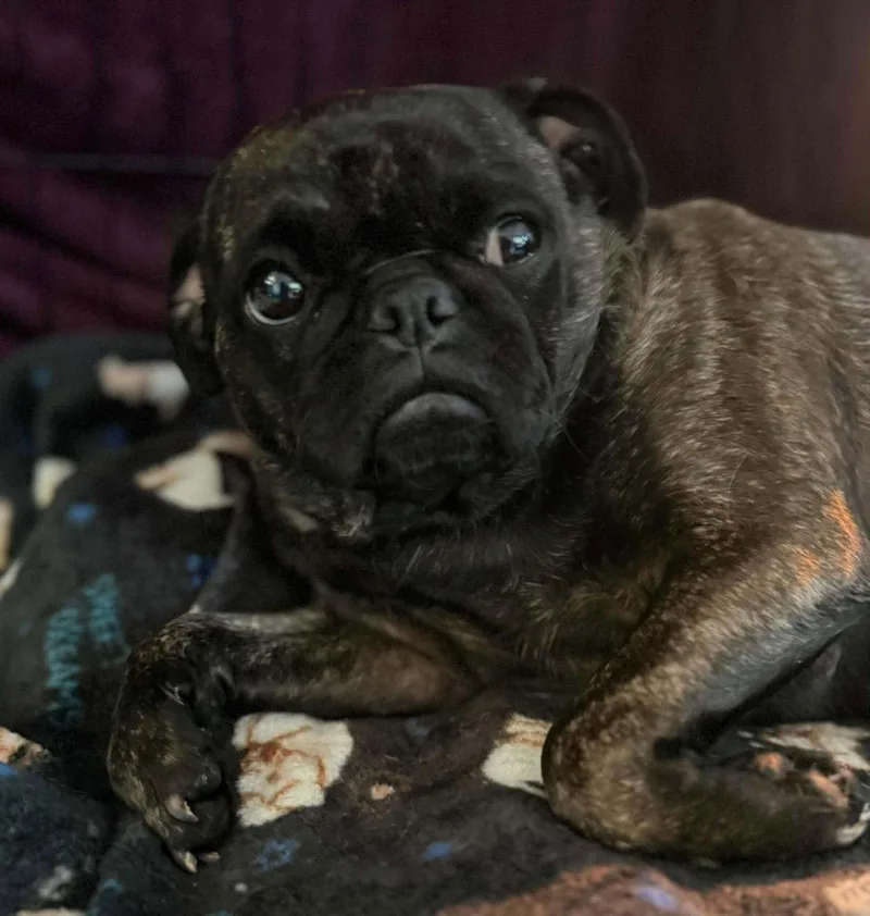 An adult small-sized female Pug dog named Pudge for adoption in San Diego, CA