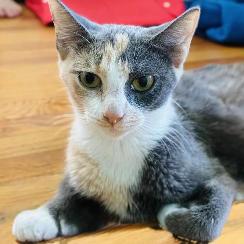 A young medium-sized female Calico Domestic Short Hair cat named Honey for adoption in La Grange, KY