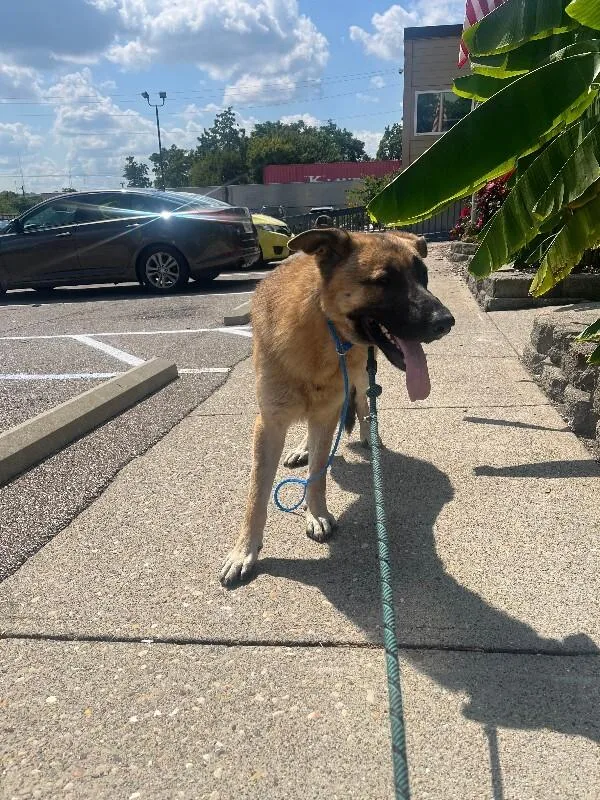 An adult large-sized male Black Mixed Breed dog named Silly Goose for adoption in Cincinnati, OH