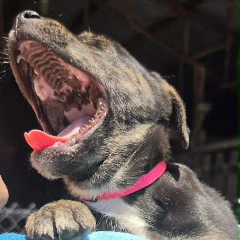 A baby large-sized female Black German Shepherd Dog dog named Patty Smyth for adoption in Olathe, KS