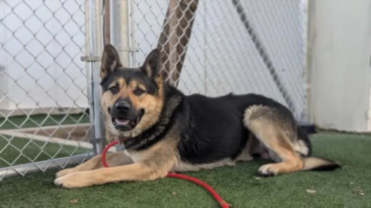 A young large-sized male German Shepherd Dog dog named Price for adoption in Chatsworth, CA