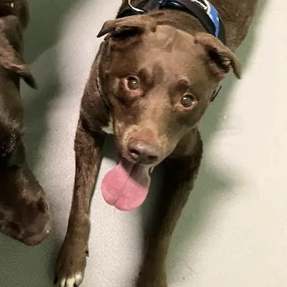 A senior large-sized male Brown / Chocolate Mixed Breed dog named Chip for adoption in DeKalb, IL