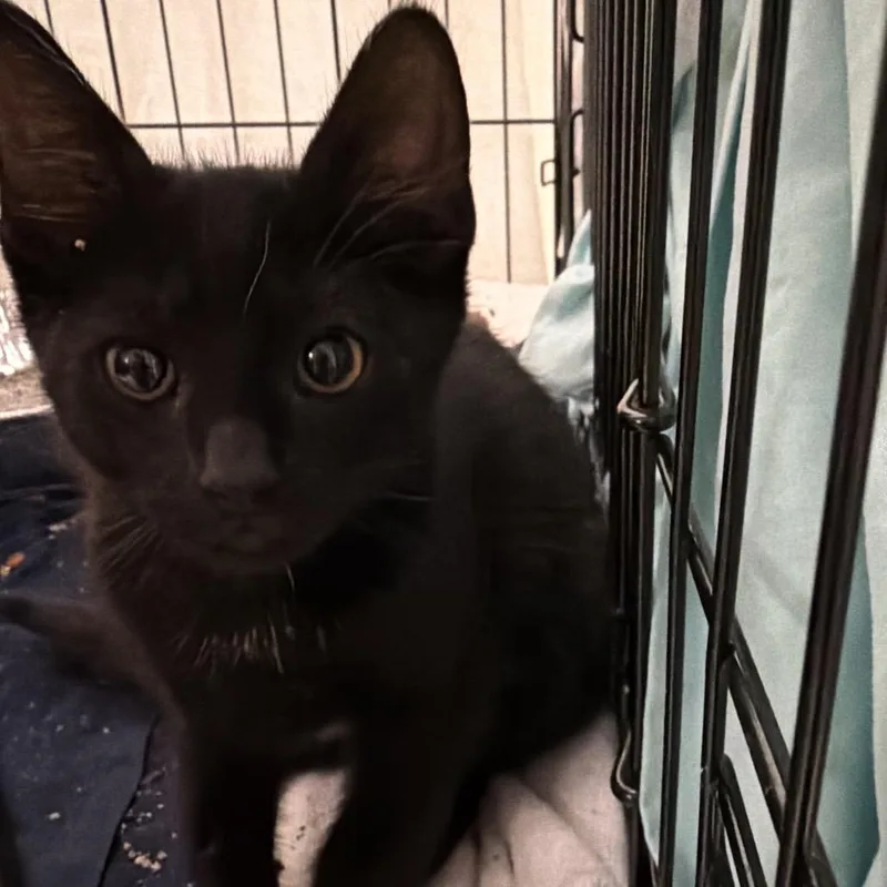 A baby small-sized male Black Domestic Short Hair cat named Caddy Shack for adoption in Austin, TX