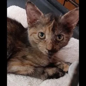 A baby medium-sized female Tortoiseshell Domestic Short Hair cat named Kandice for adoption in Richmond, VA