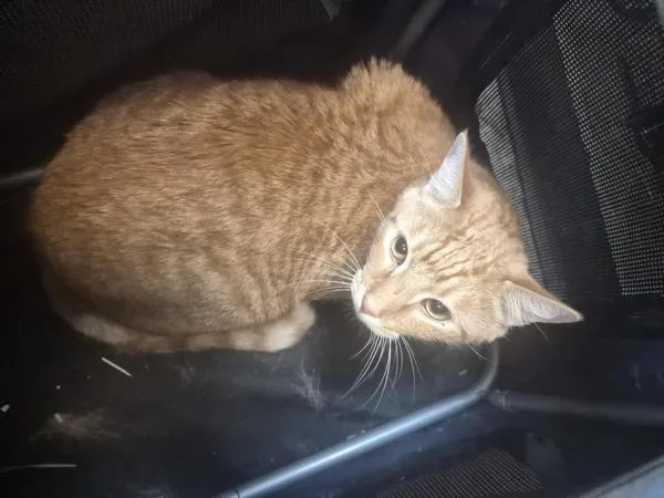 An adult large-sized male Domestic Short Hair cat named Percy for adoption in New York, NY