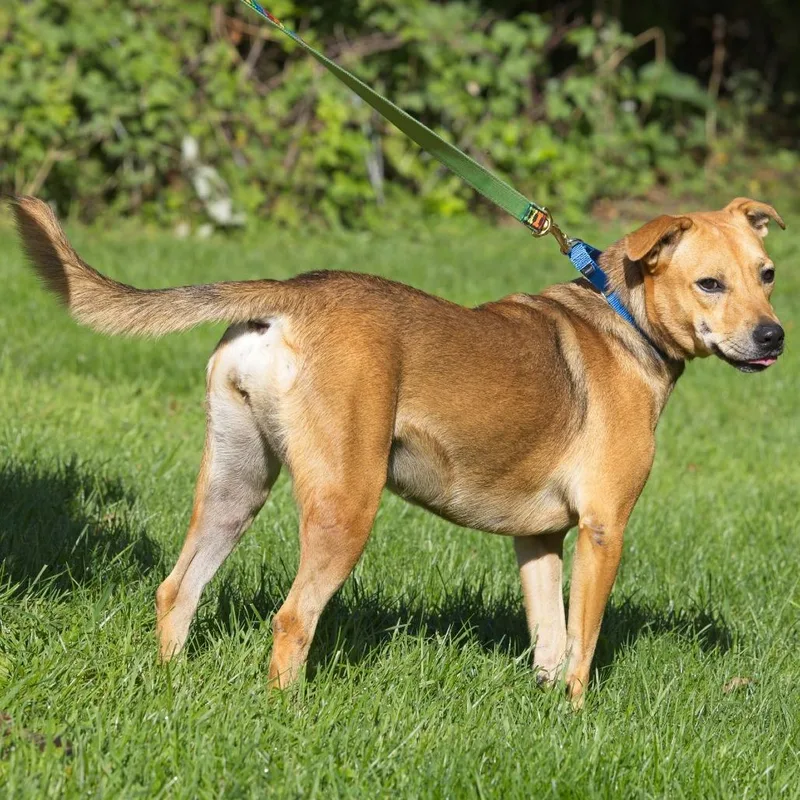 A young medium-sized female Yellow / Tan / Blond / Fawn Shepherd dog named Lola for adoption in South Elgin, IL