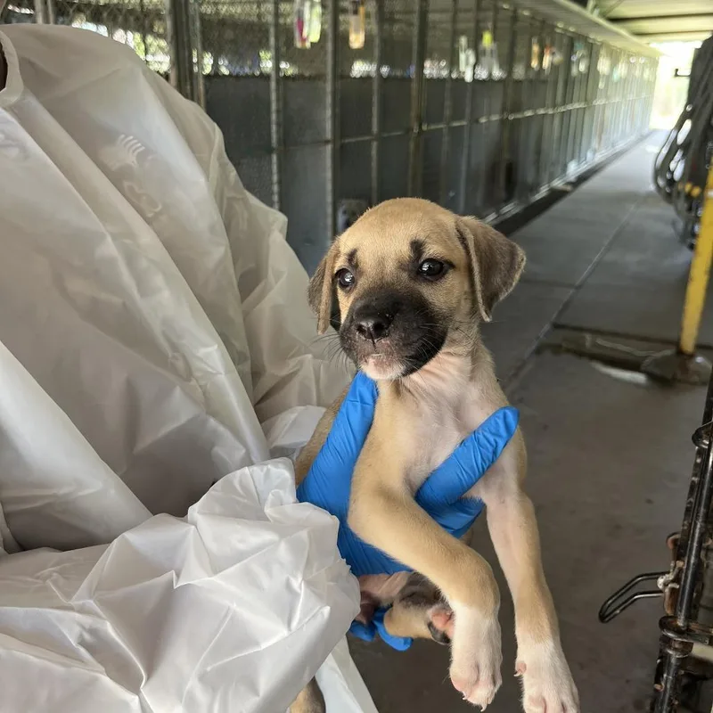 A baby small-sized female Yellow / Tan / Blond / Fawn Shepherd dog named Sharky for adoption in Edinburg, TX