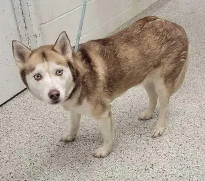 An adult large-sized female Red / Chestnut / Orange Siberian Husky dog named Shearah for adoption in Kansas City, MO