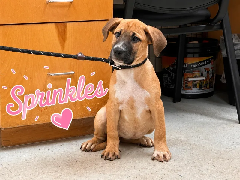A baby medium-sized female Labrador Retriever dog named Sprinkles for adoption in Carmel, NY