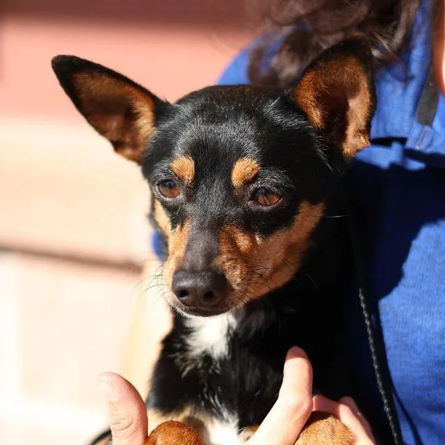 A young small-sized female Terrier dog named Wilma for adoption in San Antonio, TX
