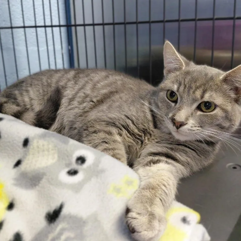 A young medium-sized male Tabby (Gray / Blue / Silver) Domestic Short Hair cat named Silver for adoption in Stanley, VA
