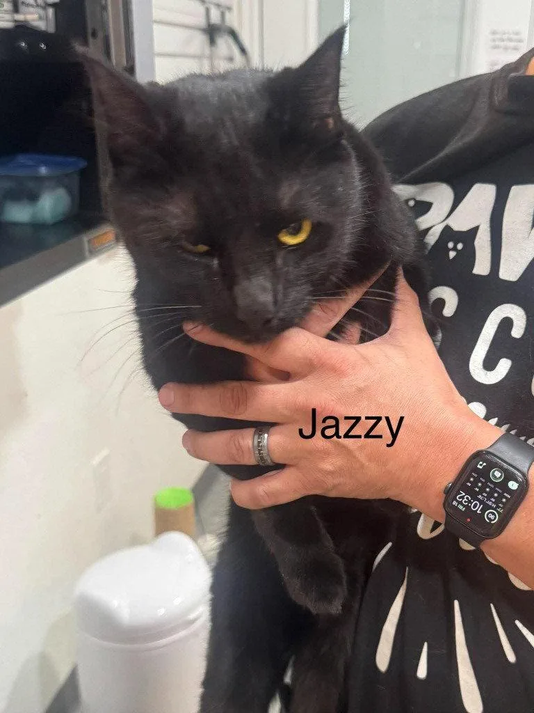 An adult small-sized female Black Domestic Short Hair cat named Jazzy for adoption in Saint George, UT