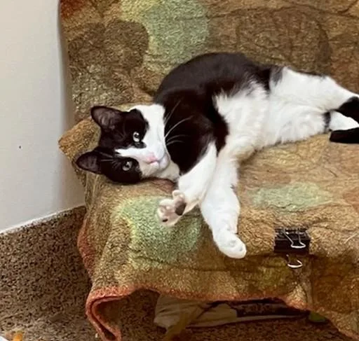 An adult small-sized male Domestic Short Hair cat named Lucky for adoption in Springfield, MA