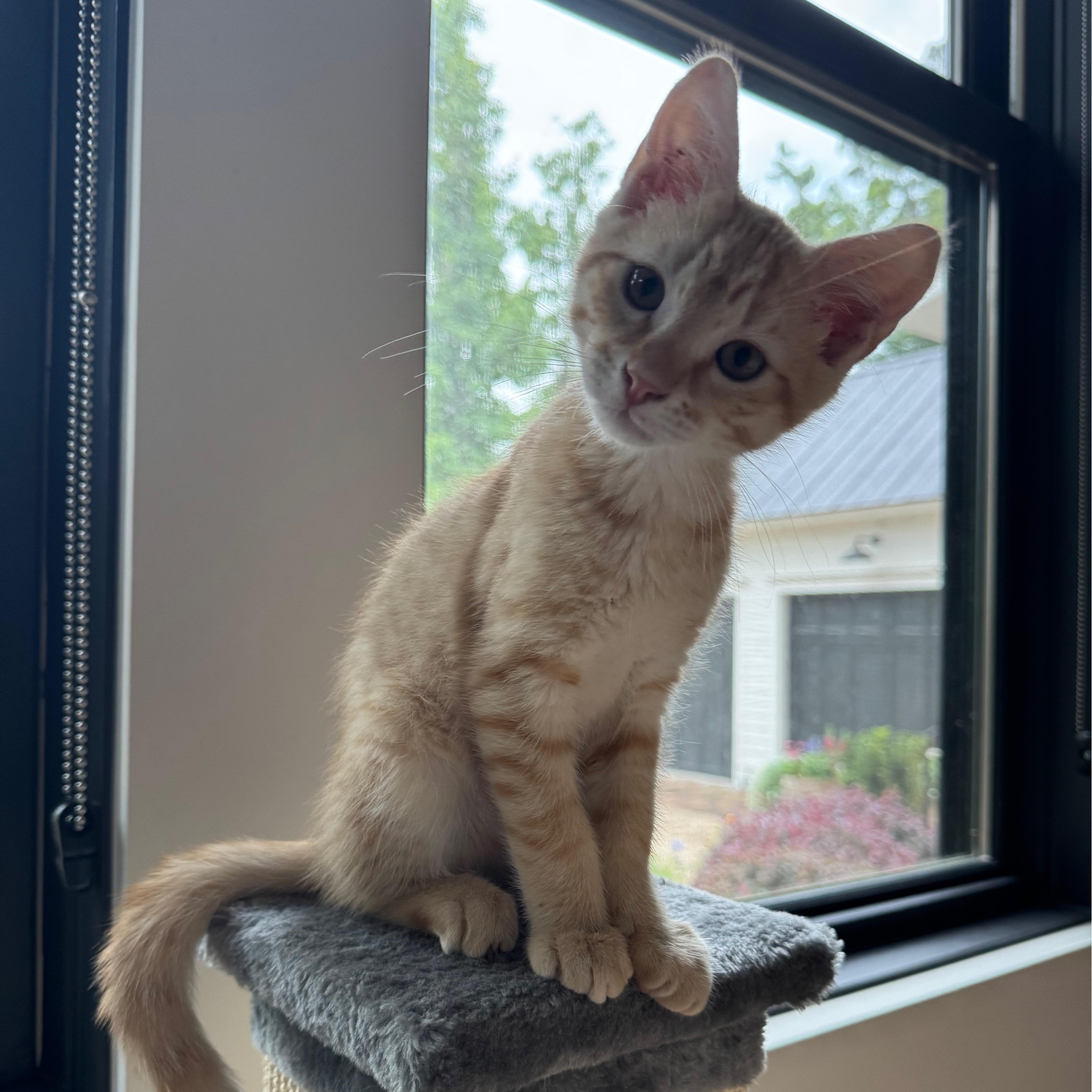 A baby medium-sized male Tabby (Orange / Red) Domestic Short Hair cat named Punch for adoption in Beaufort, SC