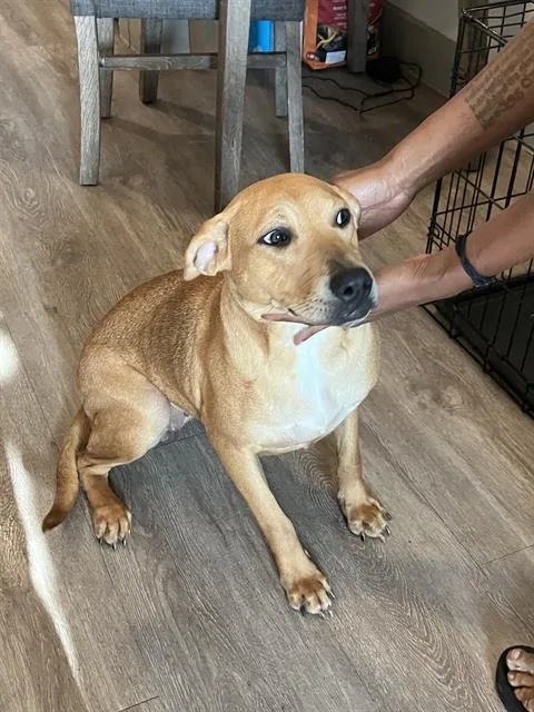 A young medium-sized female Mixed Breed dog named Egypt for adoption in Dallas, TX