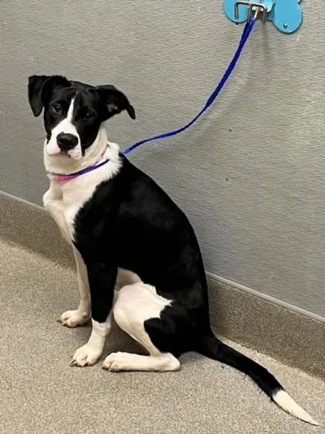 A young large-sized female Pit Bull Terrier dog named Cheese Danish for adoption in Las Vegas, NV