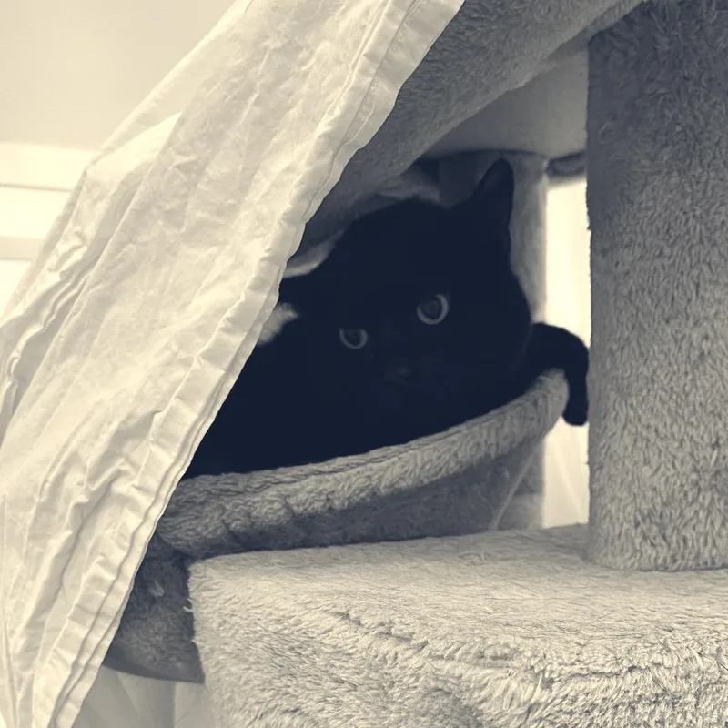 An adult medium-sized female Black Domestic Short Hair cat named Mia for adoption in Bedford, NH