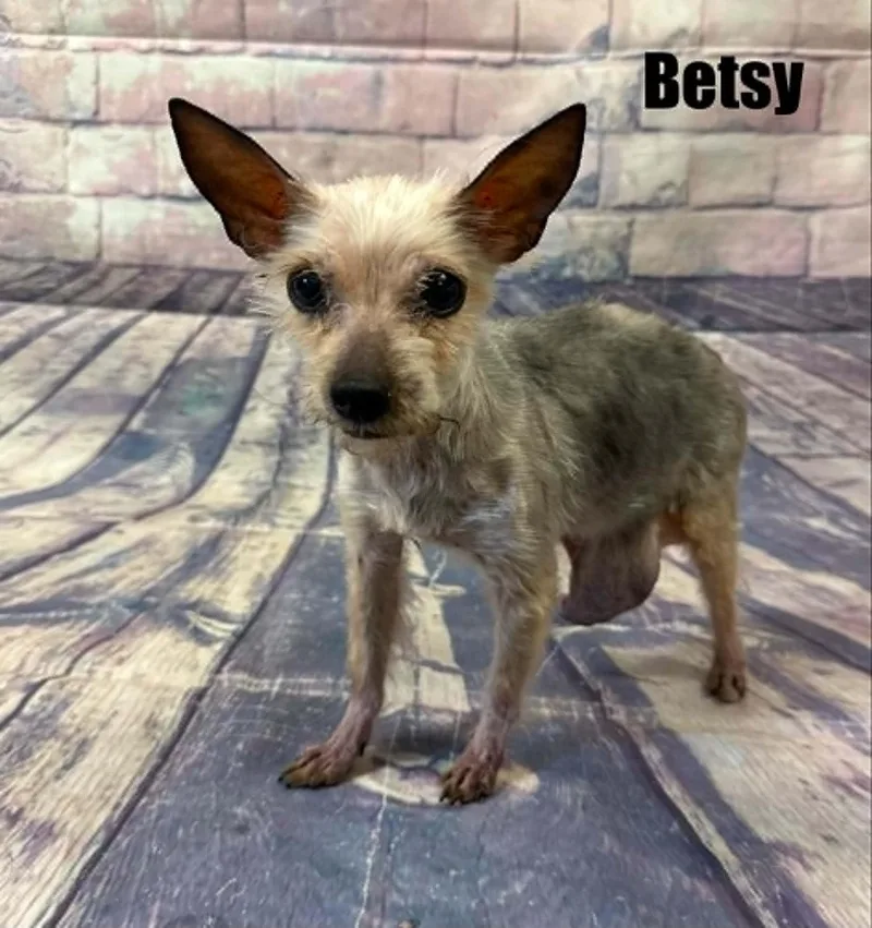 A senior small-sized female Golden Yorkshire Terrier dog named Betsy for adoption in Quincy, MI