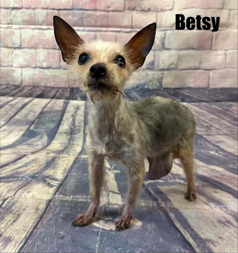 Betsy thumbnail 2