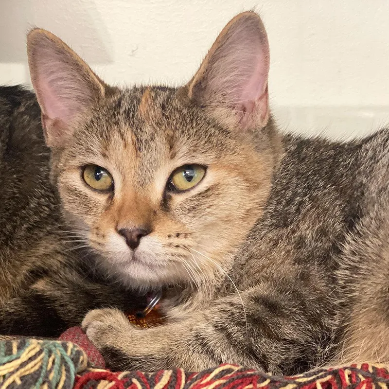 An adult small-sized female Domestic Short Hair cat named Tikka for adoption in Port Washington, NY