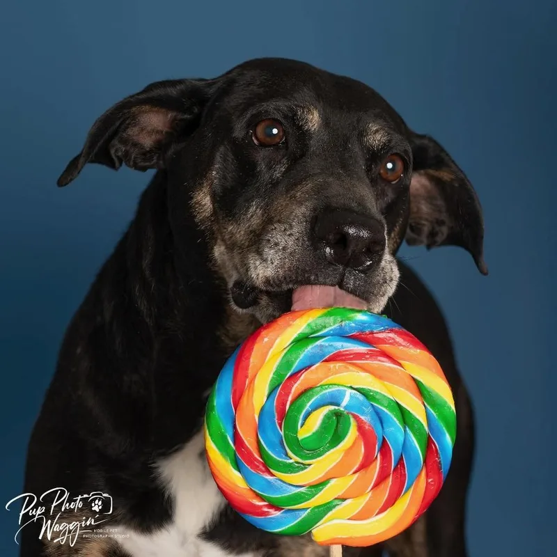 An adult medium-sized female Hound dog named Mayberry for adoption in Brainerd, MN